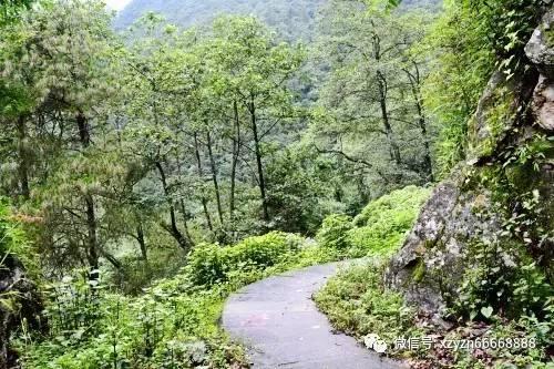 飞机大厨无限金币钻石破解版下载最新版