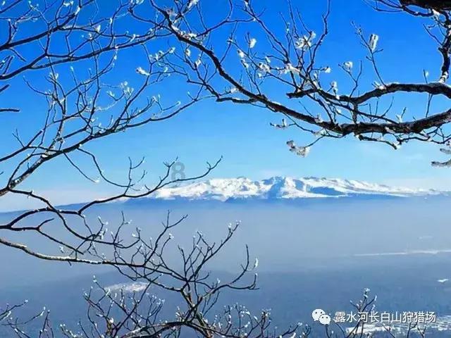 狗狗会认一个人为主人还是那个家庭的人都是主人？游戏画面