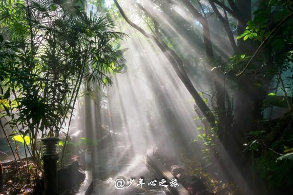 春雨直播app