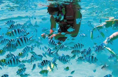 虫虫助手下载