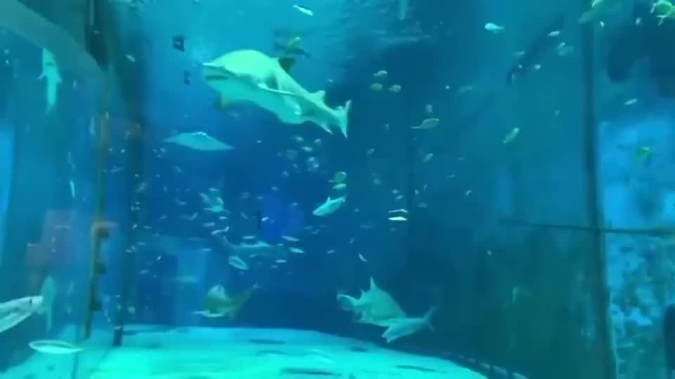 坦克出行