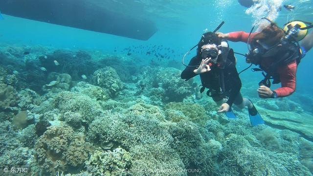 中国紫杉醇生物合成研究世界领先